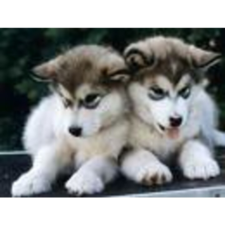 AnNaBeLlA smith aka karlz