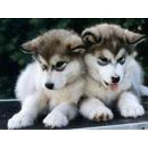 AnNaBeLlA smith aka karlz