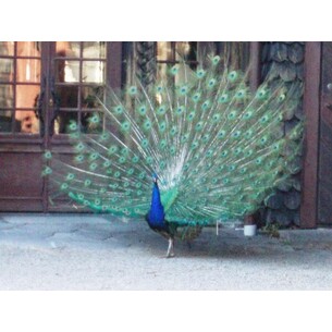 Jennifer Q Sorority Life